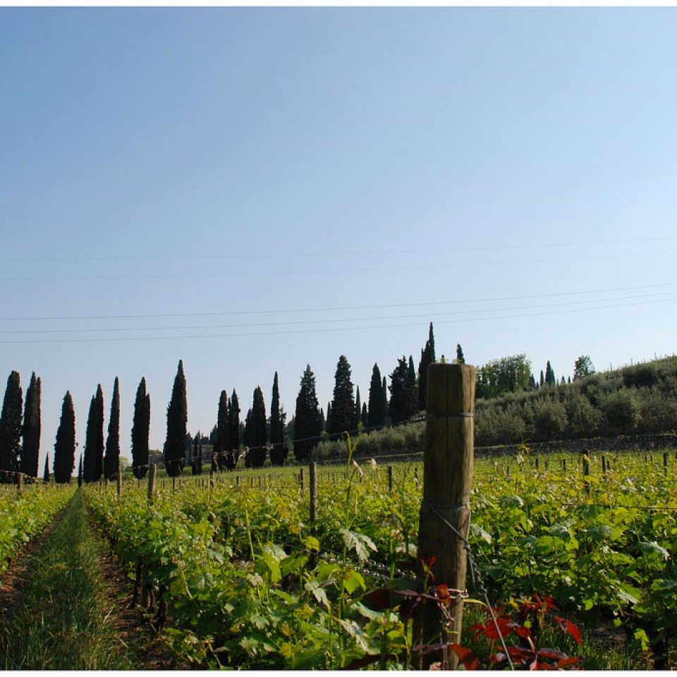 In Valpolicella among ancient villas and the fragrance of Amarone 